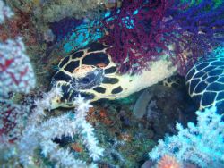 Turtle. Pulau Tioman. Saw a turtle. just took a snap and ... by Bian Kheng Lim 